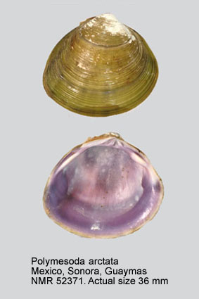 Polymesoda arctata (3).jpg - Polymesoda arctata (Deshayes,1854)